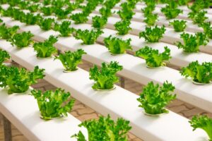 Read more about the article Understanding the Impact of Food Industrialization on Health and Society